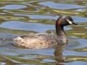 Tachybaptus novaehollandiae (Australasian Grebe).jpg